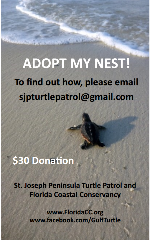 St Joseph Peninsula Turtle Patrol Adopt A Nest