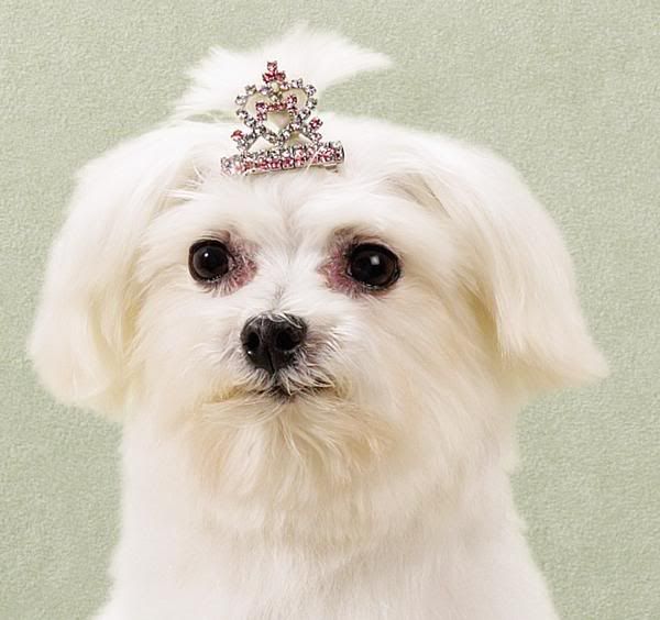 http://i1127.photobucket.com/albums/l624/jexgill/Clothes%20And%20Jewelries%20For%20Dogs/clothes-and-jewelries-for-dogs04.jpg