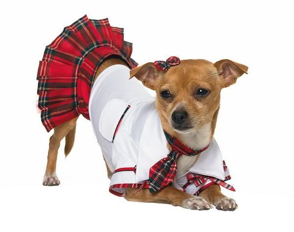 http://i1127.photobucket.com/albums/l624/jexgill/Clothes%20And%20Jewelries%20For%20Dogs/clothes-and-jewelries-for-dogs05.jpg