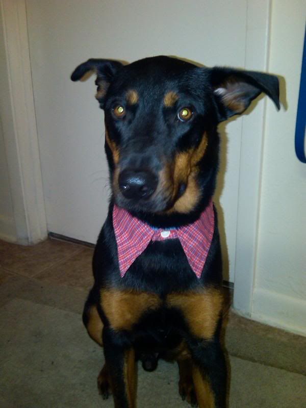 http://i1127.photobucket.com/albums/l624/jexgill/Clothes%20And%20Jewelries%20For%20Dogs/clothes-and-jewelries-for-dogs06.jpg
