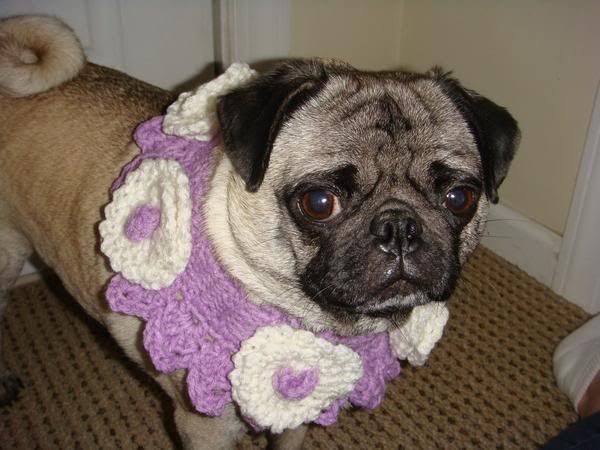 http://i1127.photobucket.com/albums/l624/jexgill/Clothes%20And%20Jewelries%20For%20Dogs/clothes-and-jewelries-for-dogs08.jpg