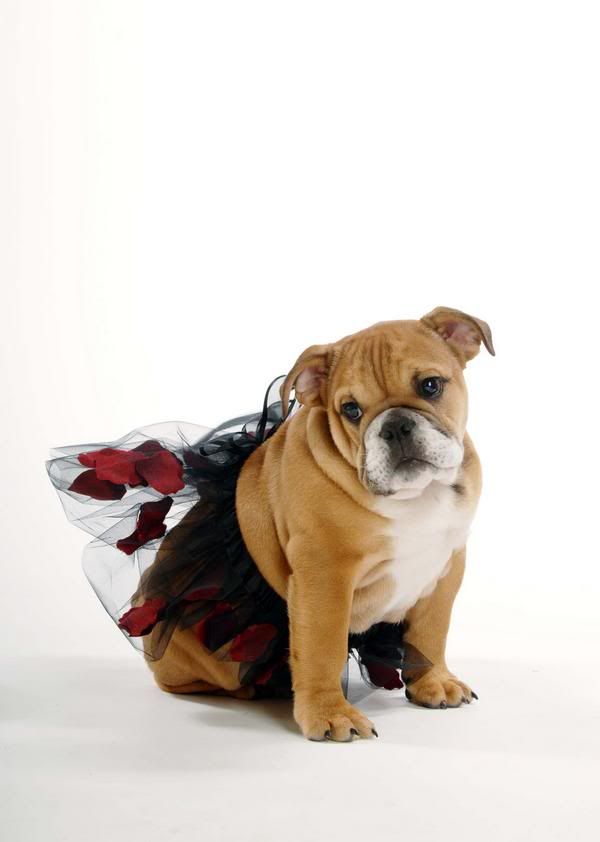 http://i1127.photobucket.com/albums/l624/jexgill/Clothes%20And%20Jewelries%20For%20Dogs/clothes-and-jewelries-for-dogs09.jpg