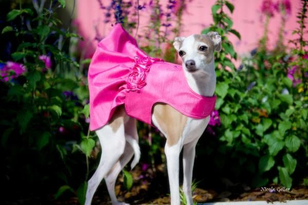 http://i1127.photobucket.com/albums/l624/jexgill/Clothes%20And%20Jewelries%20For%20Dogs/clothes-and-jewelries-for-dogs10.jpg