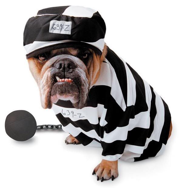 http://i1127.photobucket.com/albums/l624/jexgill/Clothes%20And%20Jewelries%20For%20Dogs/clothes-and-jewelries-for-dogs11.jpg