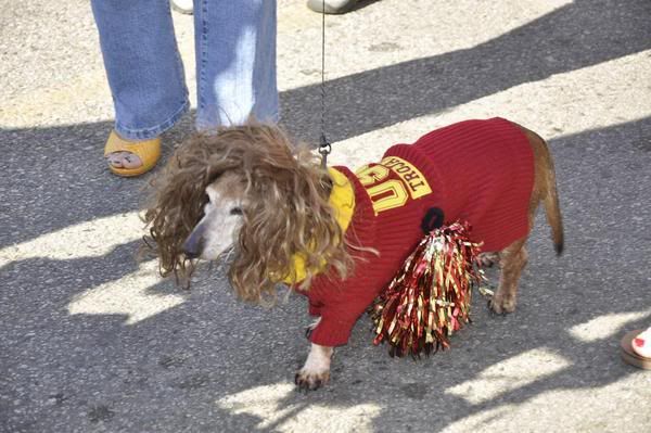 http://i1127.photobucket.com/albums/l624/jexgill/Clothes%20And%20Jewelries%20For%20Dogs/clothes-and-jewelries-for-dogs12.jpg