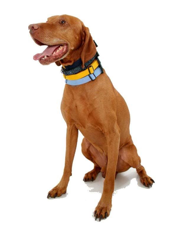 http://i1127.photobucket.com/albums/l624/jexgill/Clothes%20And%20Jewelries%20For%20Dogs/clothes-and-jewelries-for-dogs13.jpg