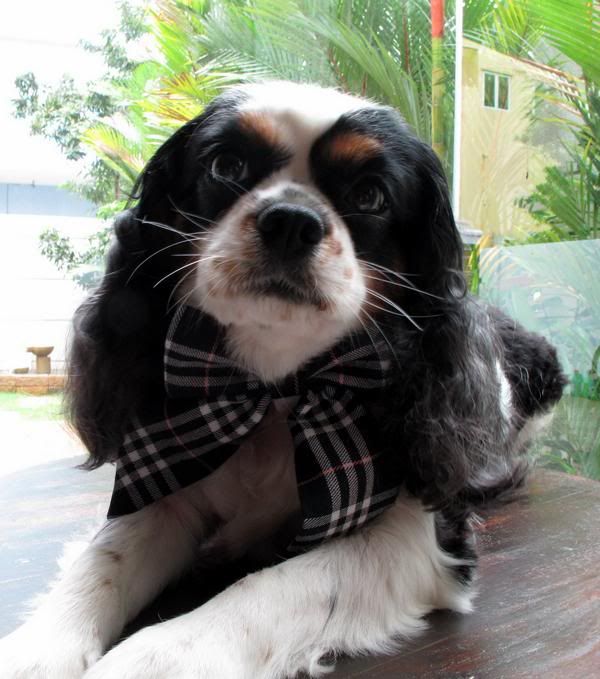 http://i1127.photobucket.com/albums/l624/jexgill/Clothes%20And%20Jewelries%20For%20Dogs/clothes-and-jewelries-for-dogs14.jpg