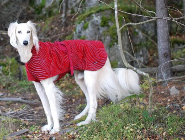 http://i1127.photobucket.com/albums/l624/jexgill/Clothes%20And%20Jewelries%20For%20Dogs/clothes-and-jewelries-for-dogs15.jpg