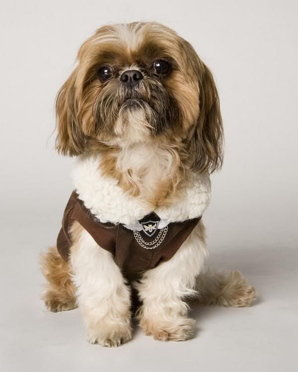http://i1127.photobucket.com/albums/l624/jexgill/Clothes%20And%20Jewelries%20For%20Dogs/clothes-and-jewelries-for-dogs17.jpg