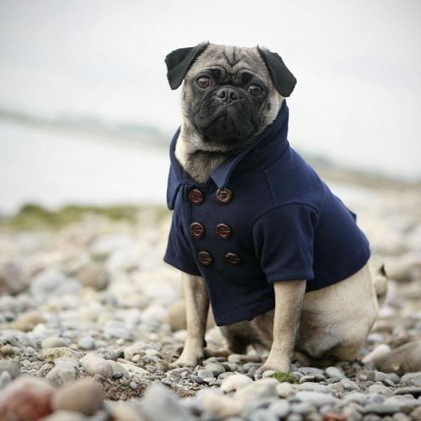 http://i1127.photobucket.com/albums/l624/jexgill/Clothes%20And%20Jewelries%20For%20Dogs/clothes-and-jewelries-for-dogs20.jpg