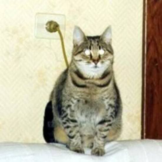 http://i1127.photobucket.com/albums/l624/jexgill/Funny/thumbs_fotke-sa-dva-znacenja06.jpg