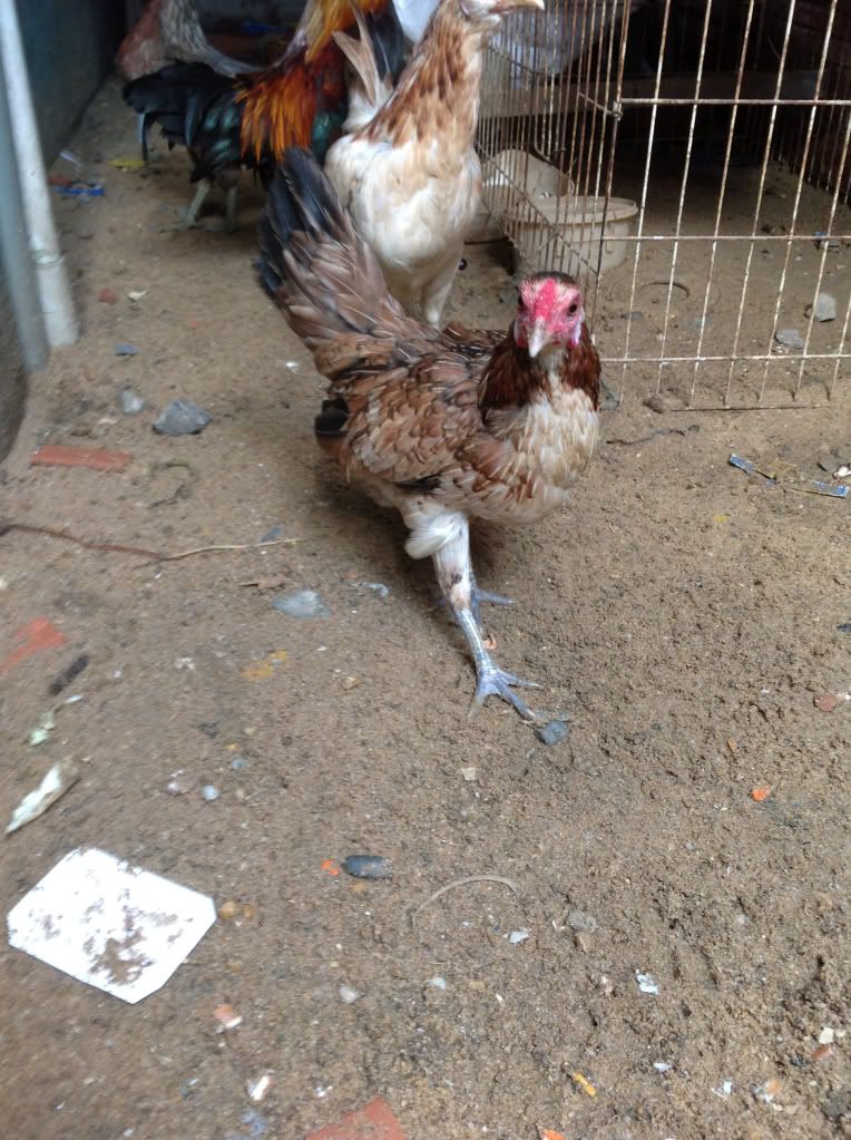 Hàng thanh lý Lồng chimYến hót đẻ,chim cảnh,chim hót,Bồ câu Thái đua,gà Mỹ,!!!!!!' - 20