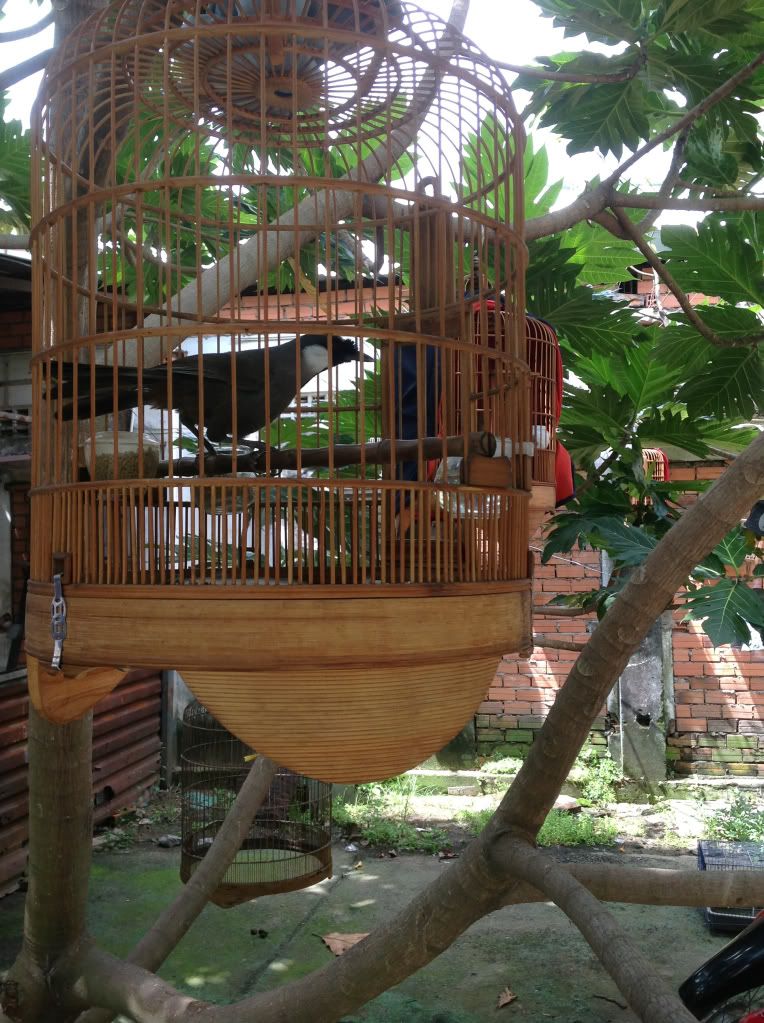 Hàng thanh lý Lồng chimYến hót đẻ,chim cảnh,chim hót,Bồ câu Thái đua,gà Mỹ,!!!!!!' - 12