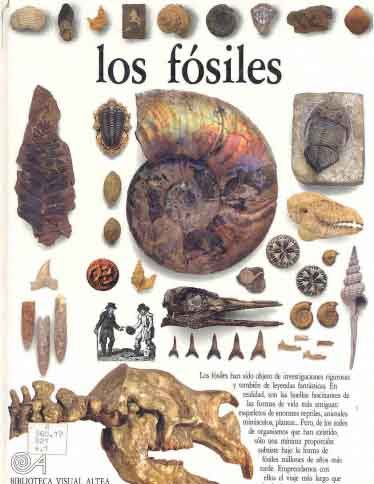 1 43 - Los fosiles Biblioteca Visual Altea
