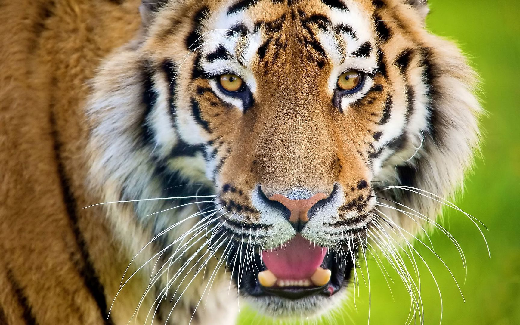 2 19 - Monsters Night: Devorahombres. Tigre de Bengala