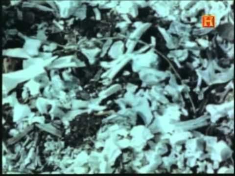 hqdefault 37 - Japón bajo la ocupacion americana SATRiP Español (2002)