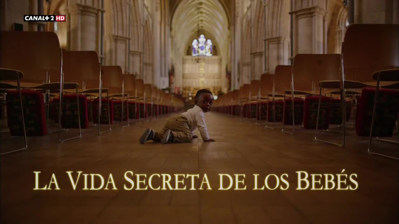 La vida secreta de los bebes2014 - La vida secreta de los bebés Hdtv Español