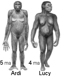 00lect13ArdiLucy - Ardi. Las raices de la humanidad Dvdrip Español