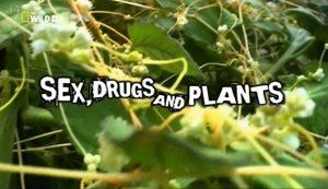 rn4jes2lnqo5 t - Sexo, Drogas y Plantas Tvrip Español