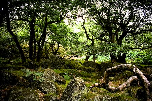 277272393 28342c7184 - Bellezas de España: La tierra de los bosques magicos