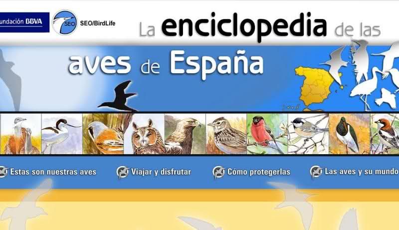 2v9t1th - Enciclopedia de las Aves de España Dvdfull