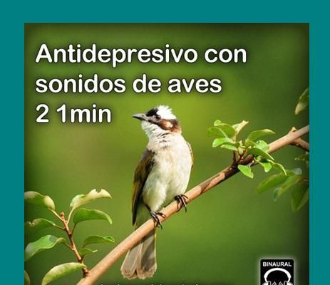 NuevoImagendemapadebits 16 - Antidepresivo con sonidos de aves