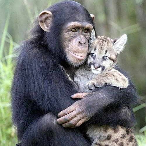amigos inusuales animales 24 - Amistad Animal Dvbrip Español