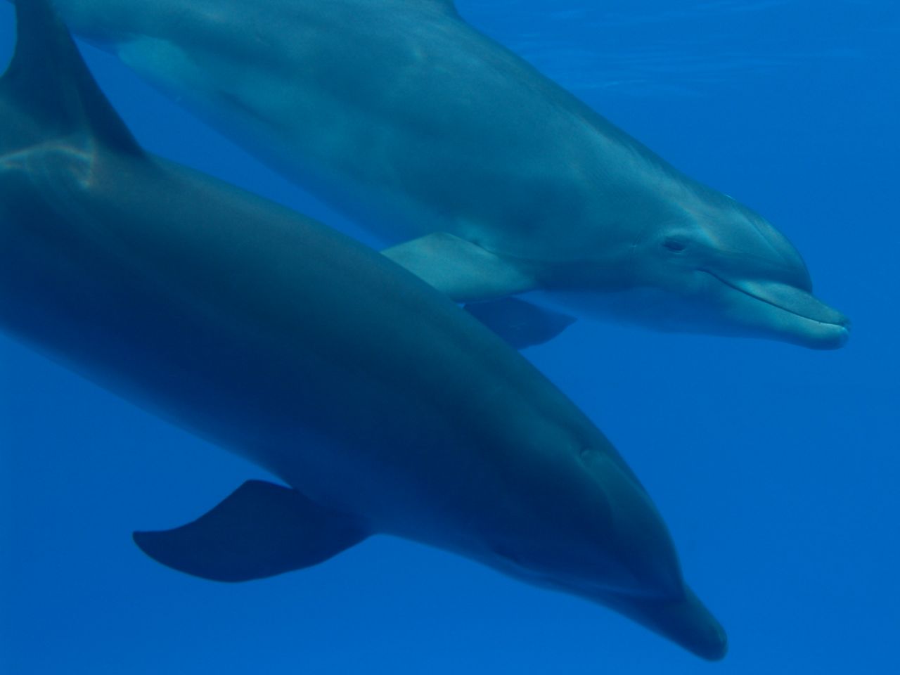dsc08536 - Vida animal: Cuando lloran los delfines Tvrip Español