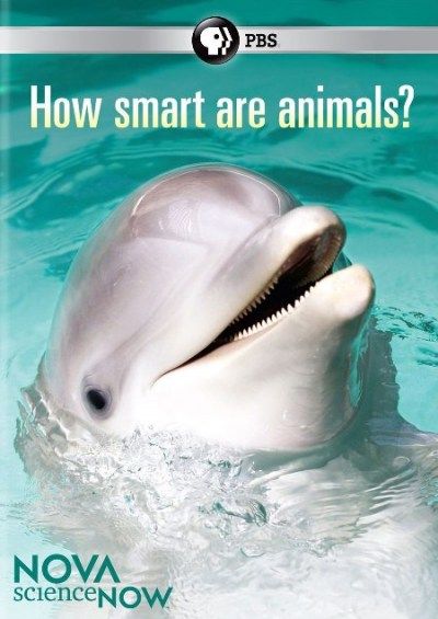 inteligencia animal - Inteligencia animal Tvrip Español