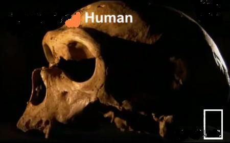 especies 1 - La revolucion humana Tvrip Español
