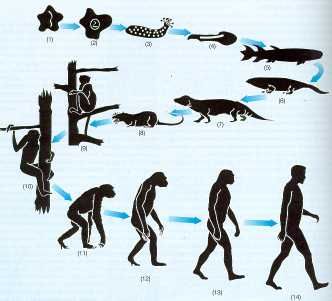 especies - Especies en evolucion Tvrip Español