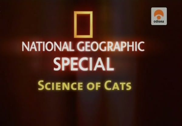 gatos - El Mundo de los Gatos Tvrip Español
