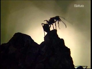 ingenieros - Inventos animales Dvdrip Español (2/2)