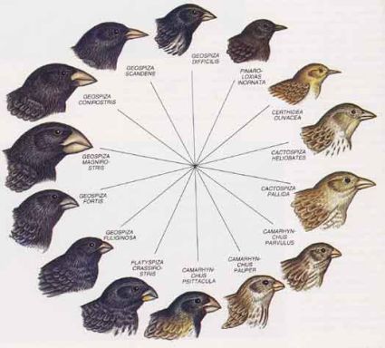 20081128180943 uccellidarw - Especies en evolucion Satrip Español
