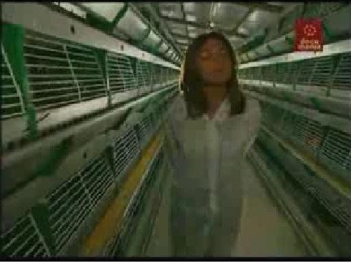 FEB1 4C35F570 - ¿Qué comemos hoy? Alimentos transgenicos y biologicos Tvrip Español