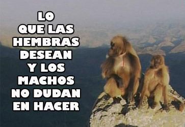 animales 1 - Lo que las hembras desean y los machos no dudan en hacer Tvrip Español