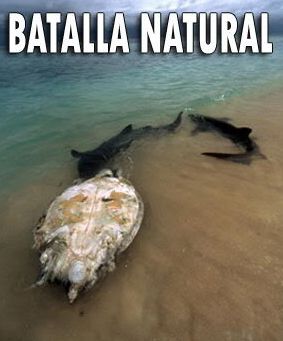 batalla - Batalla Natural Satrip Español