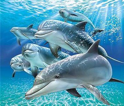 delfines - El sentido de la Vida (4/4) Tvrip Español