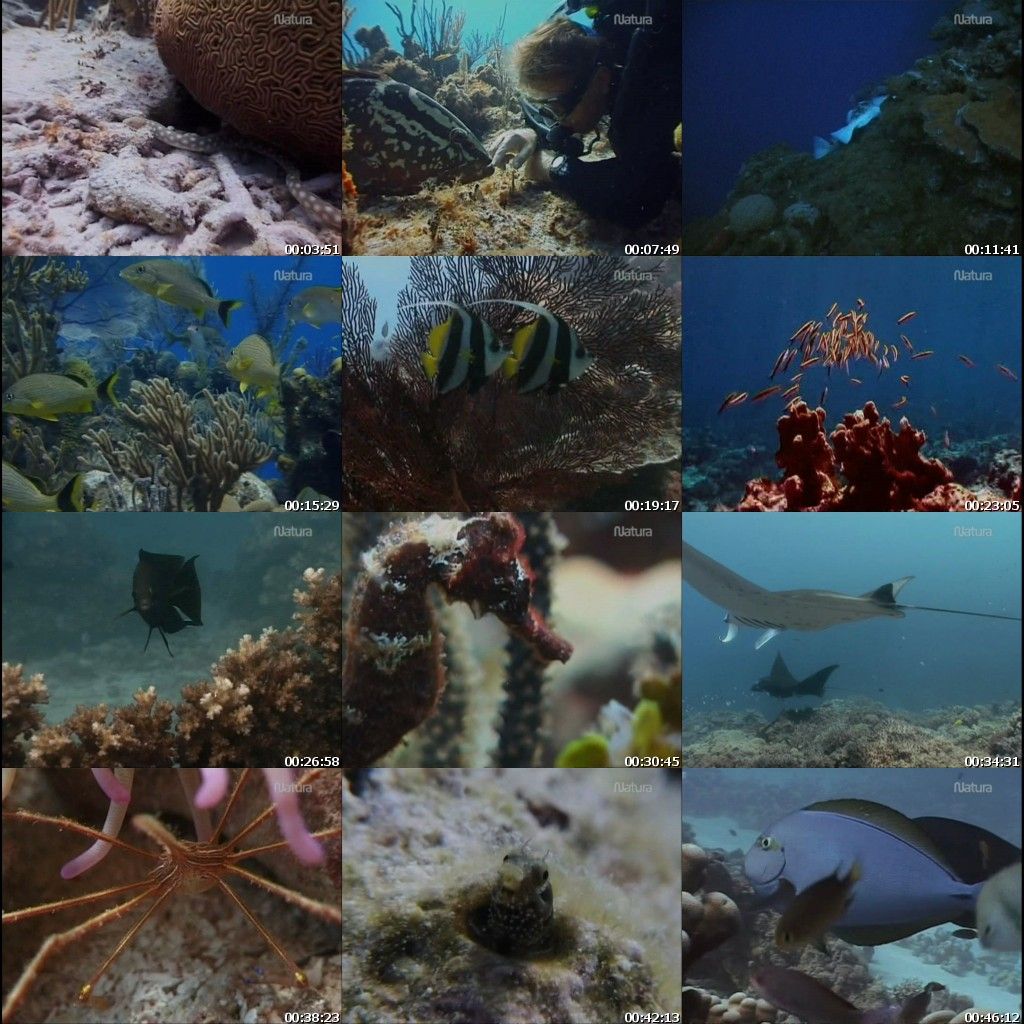 k6yvc - Colores del Mar Dvdrip Español (3/3)