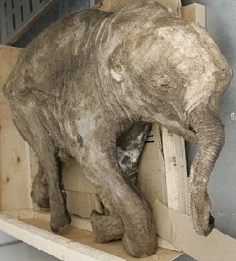 mamut - Cachorro de Mamut Tvrip Español