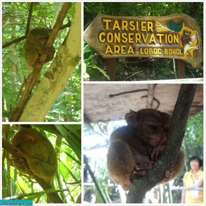 Cute Tarsiers in Bohol soundly asleep