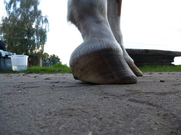 Bild