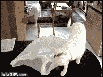 cat-vs-plastic-bag_zpsf9f5bab1.gif