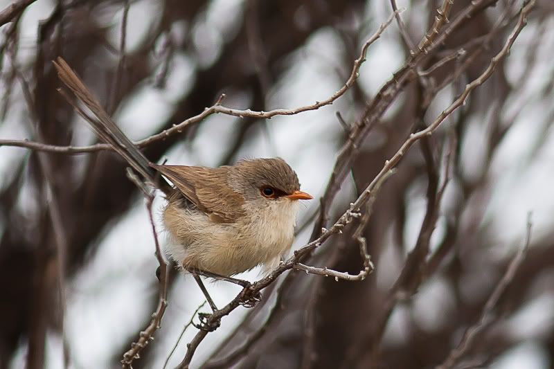 IMAGE: http://i1127.photobucket.com/albums/l628/aj4wd/365%202011/Feb5-Twitter.jpg