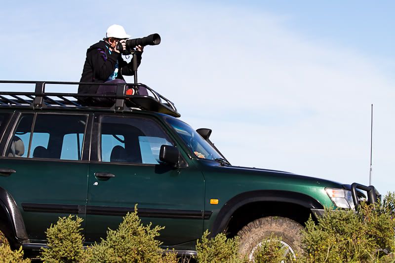 IMAGE: http://i1127.photobucket.com/albums/l628/aj4wd/Baroota%20Flinders%20450/IMG_2305.jpg