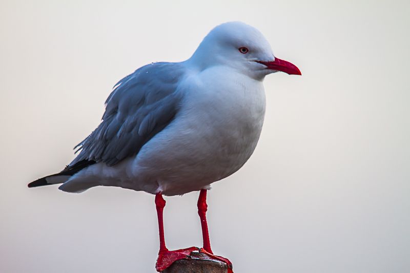 IMAGE: http://i1127.photobucket.com/albums/l628/aj4wd/GENERAL/7D010669.jpg