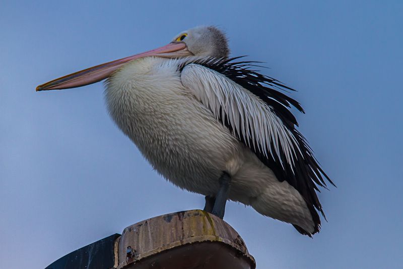 IMAGE: http://i1127.photobucket.com/albums/l628/aj4wd/GENERAL/7D010704.jpg