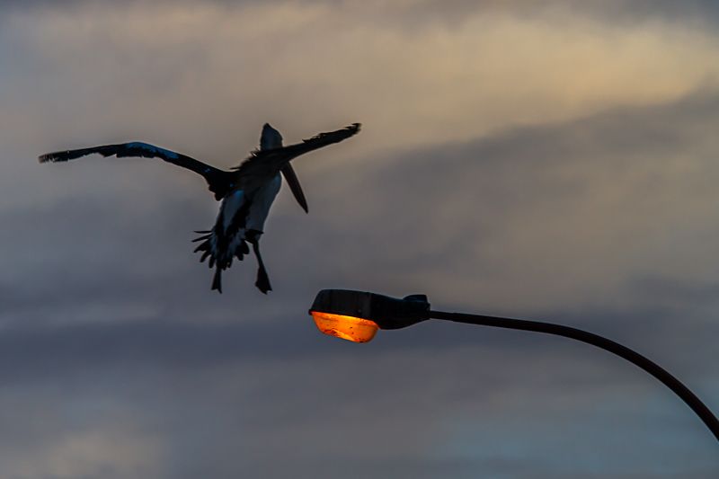 IMAGE: http://i1127.photobucket.com/albums/l628/aj4wd/GENERAL/7D010803.jpg