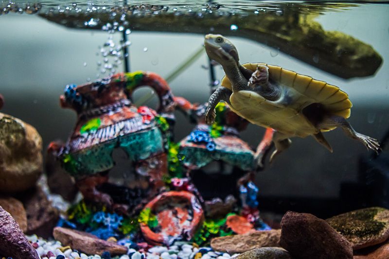 IMAGE: http://i1127.photobucket.com/albums/l628/aj4wd/GENERAL/7D014750.jpg