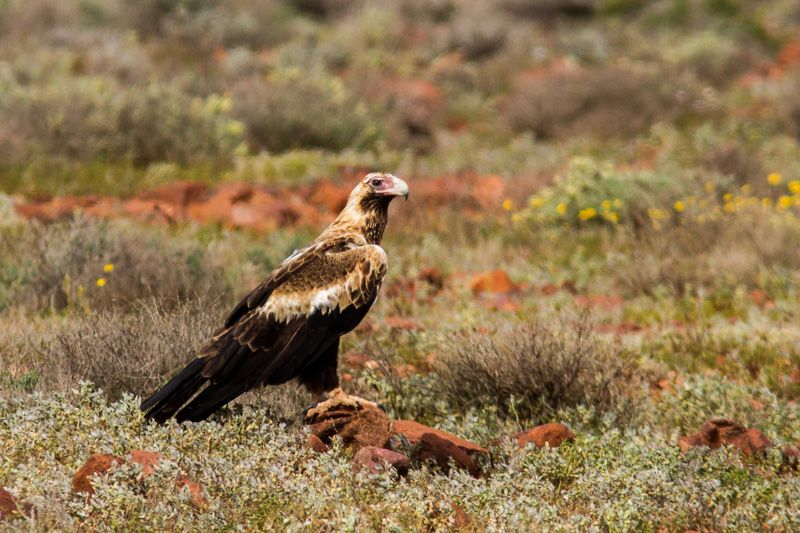 IMAGE: http://i1127.photobucket.com/albums/l628/aj4wd/GENERAL/7D016944_zps6300a8cc.jpg